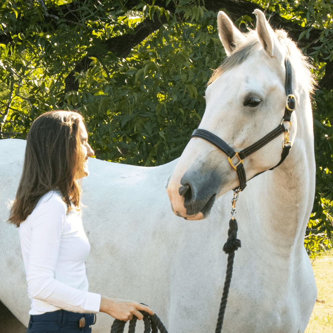 The TackHack Stewart Padded Halter